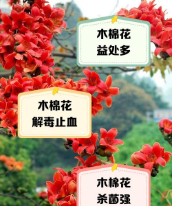 木棉棒如何处理木棉花