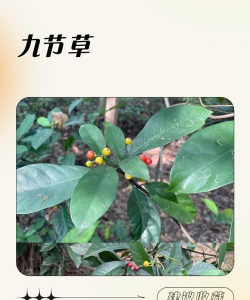 九节怎么养护