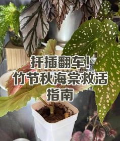 家庭养花用生根粉