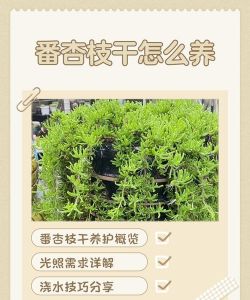 番杏枝干怎么养