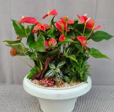 家庭养花用生根粉