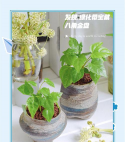 八角金盘种子如何发芽