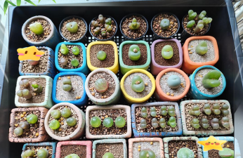 家庭养花用生根粉