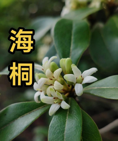 海桐花为什么叫海桐花