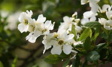 大叶早樱少氮会如何