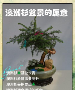 奥州杉代表什么