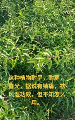 杠柳怎么使用