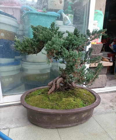 地柏盆景什么价格