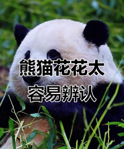 什么动物是竹花花