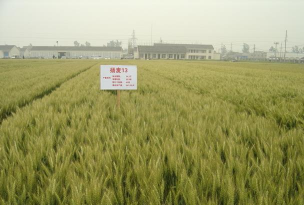 优质弱筋小麦新品种——扬麦13栽培技术 优质弱筋小麦新品种——扬麦13栽培技术