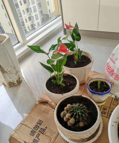 家庭养花用生根粉