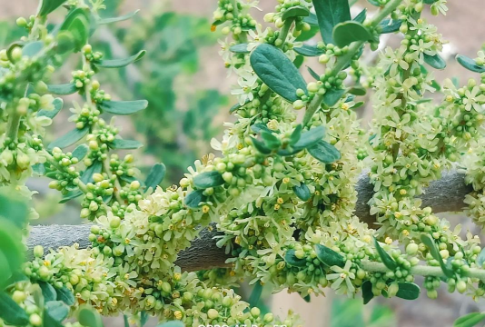 橄榄花中国象征什么