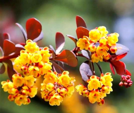 小檗花什么颜色