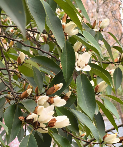 醉香含笑又名什么