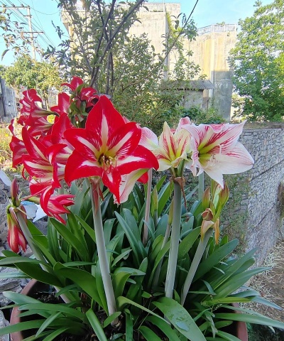 欧洲兰开什么花