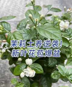 家庭养花用生根粉
