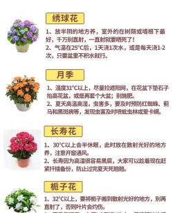 花卉度夏要一遮三喷 花卉度夏要一遮三喷