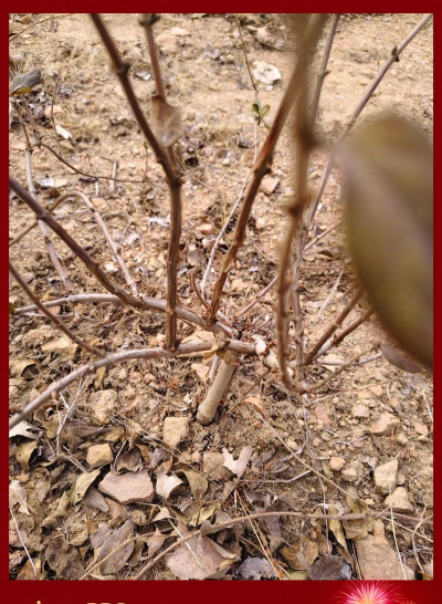 北花一号春季如何剪枝