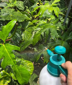 家庭养花用生根粉