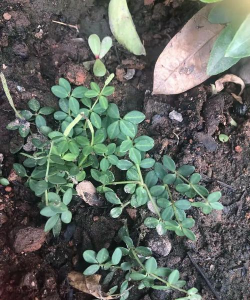 豆瓣草还叫什么