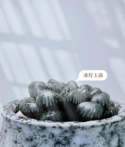 冰灯玉露怎么育苗