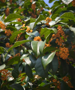 桂花什么季节开花广西