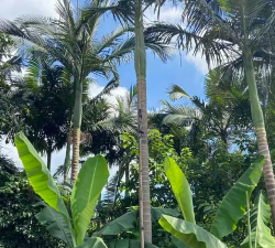 假槟榔是什么科