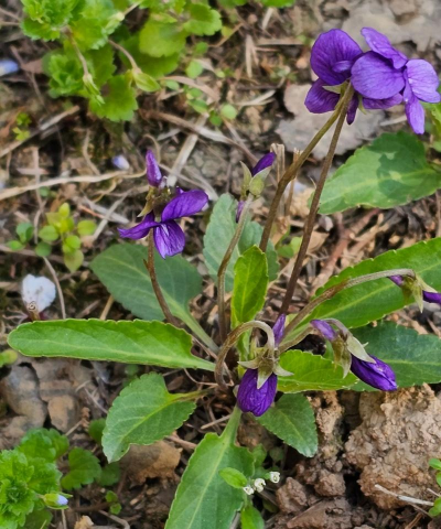 紫花地丁什么属