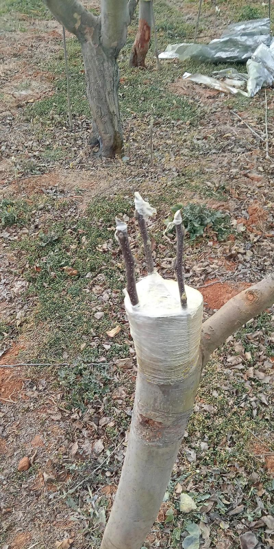 楸树嫁接什么根