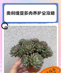 多肉奥利维亚如何养护