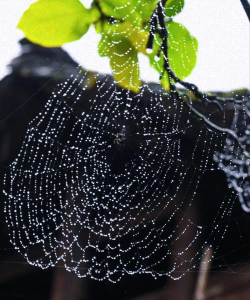 有什么办法看到蛛丝