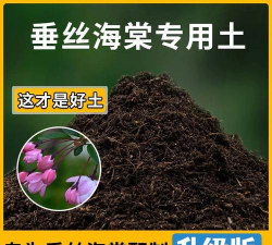 垂丝海棠什么土壤