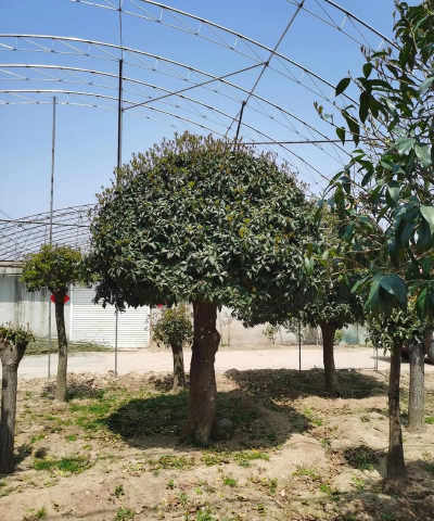 女贞桩上桂花香的嫁接法