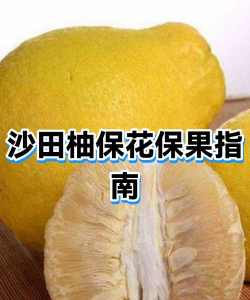 如何分辨沙田柚雌性花