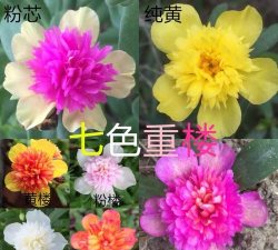 如何种植宽叶太阳花重楼