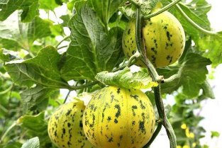 香花都有什么品种