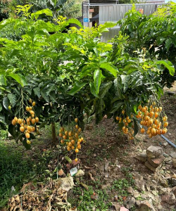 黄皮树下种植什么