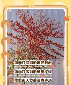 楠天竹怎么修剪