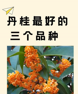 丹桂的花语是什么