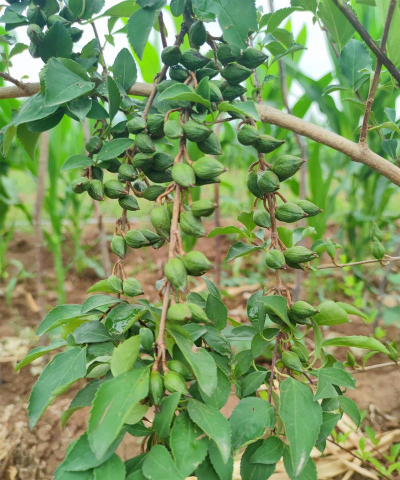 连翘原植物是什么