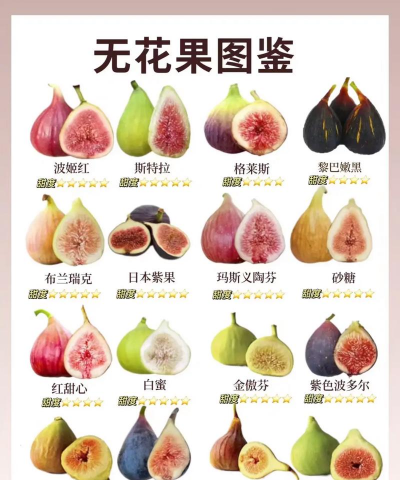 无花果别名什么名