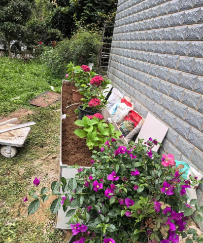 家庭养花用生根粉