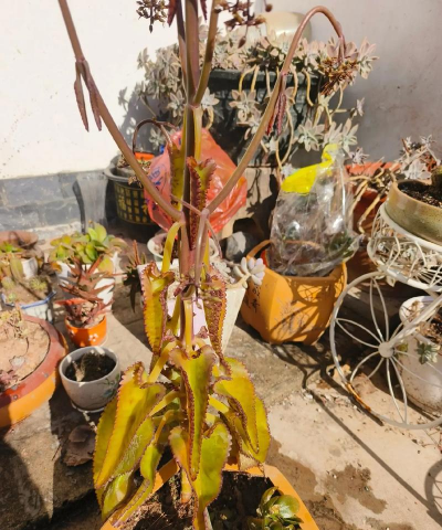 家庭养花用生根粉