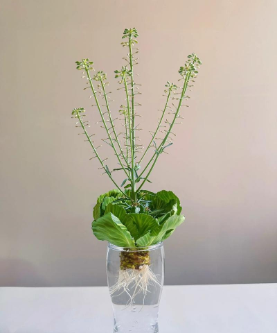 包菜怎么用水培