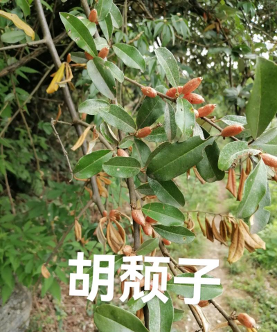 在如何识别胡颓子科植物