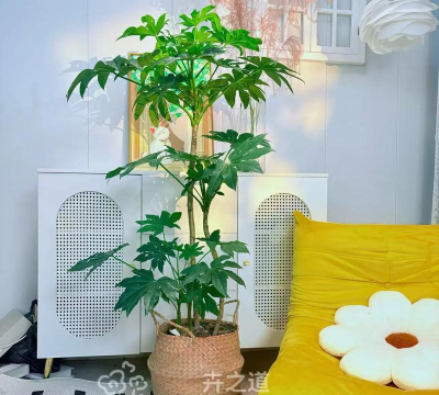 如何制作八角金盘盆景