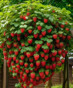 草莓的植株叫什么