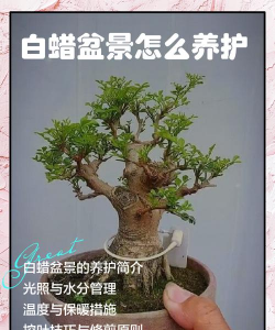 盆栽白蜡怎么养
