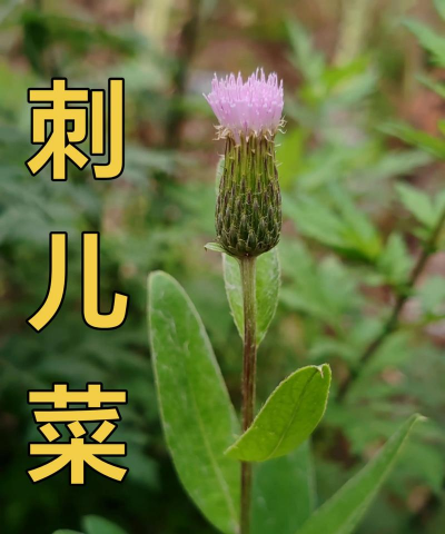 有种蔬菜叫什么蓟