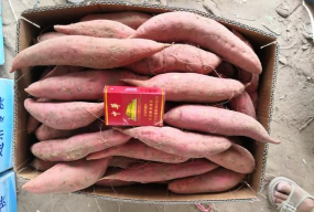 二红红薯叫什么